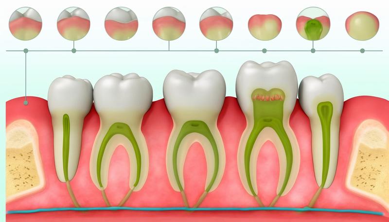 Sự phát triển của răng: Từ trẻ sơ sinh đến người trưởng thành